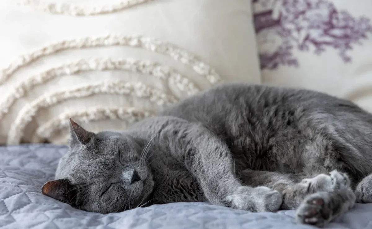 Quantas horas um gato dorme por dia é algo que pode variar de acordo com a faixa etária do pet