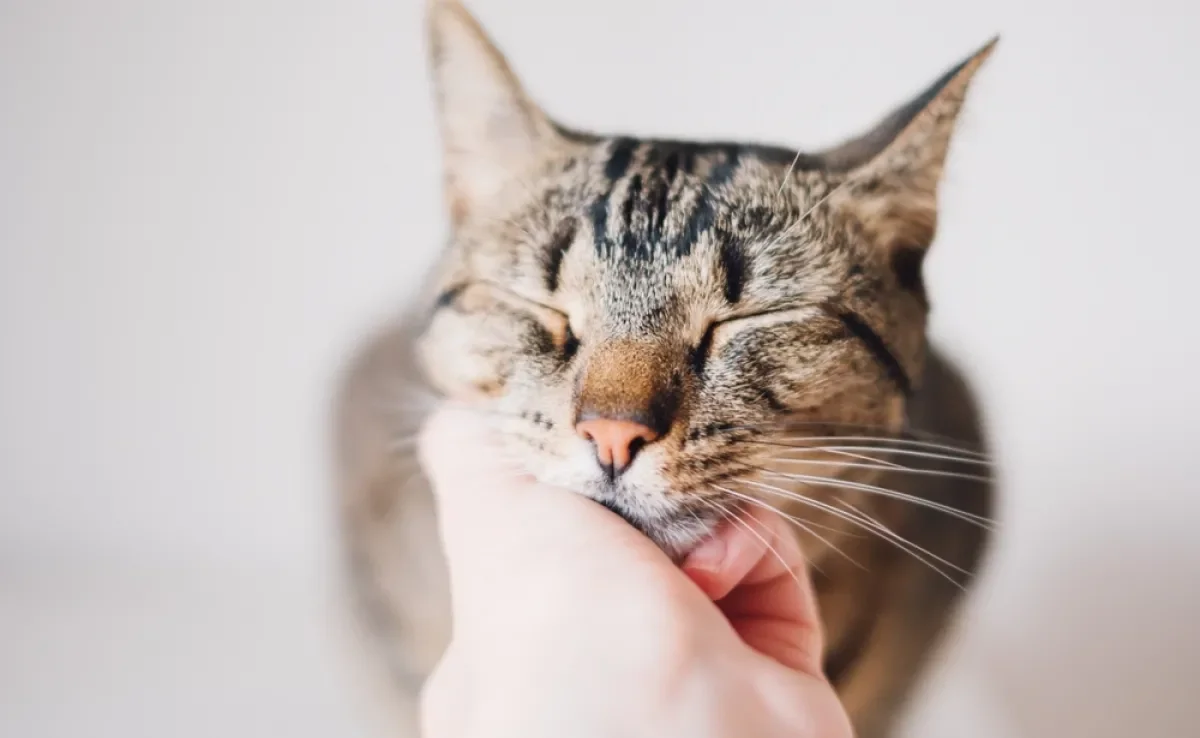 Um gato feliz é aquele que tem boa qualidade de vida