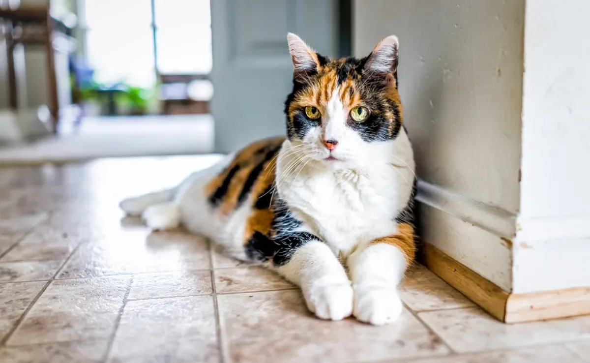 O gato idoso pode tentar disfarçar quando não se sente bem, mas o tutor deve estar atento aos sinais