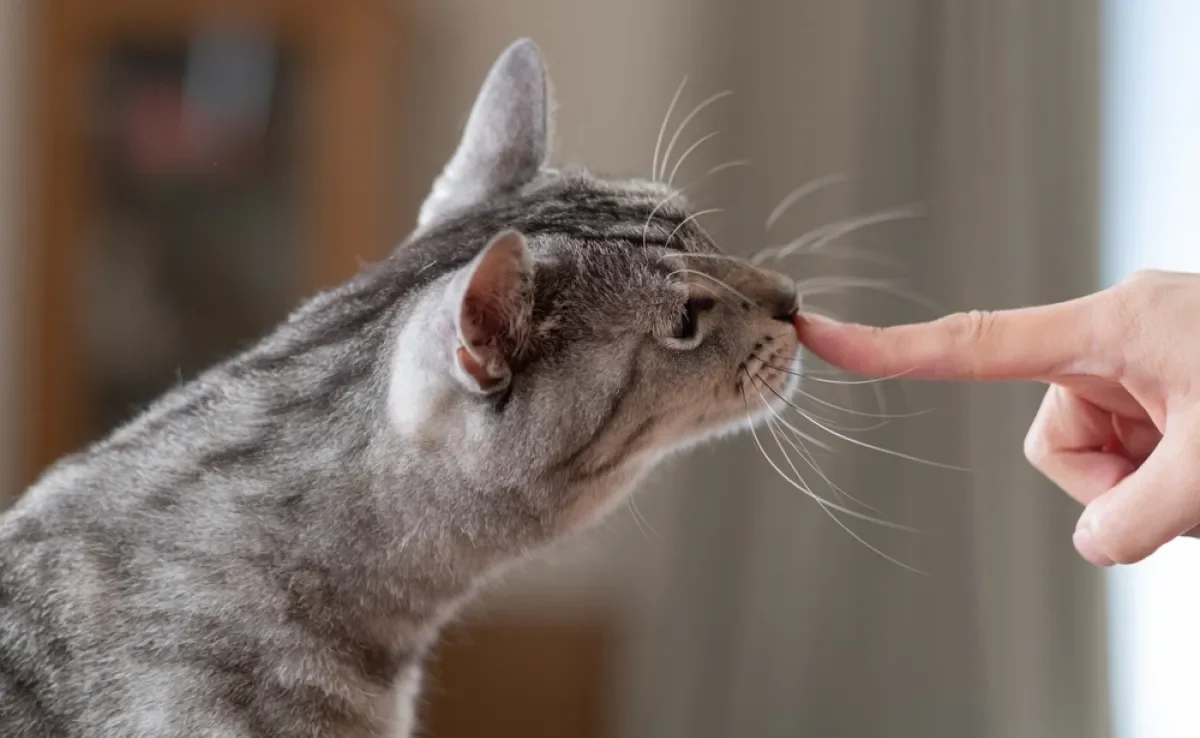 Se comunicar com um gato não é difícil, mas você deve evitar alguns erros comuns