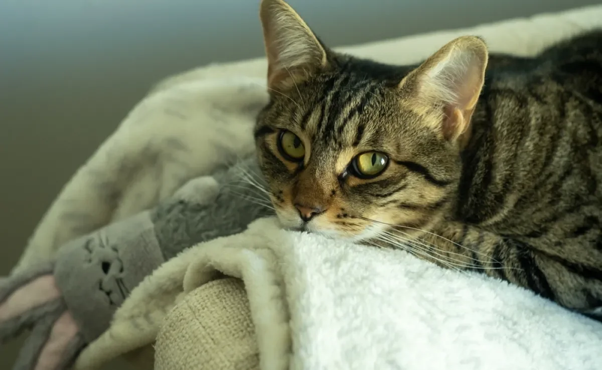 O gato fazendo biquinho pode ter várias interpretações diferentes