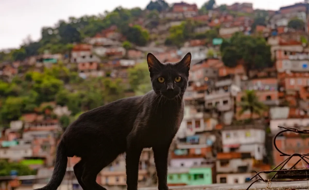 Se surpreenda com as curiosidades sobre os gatos