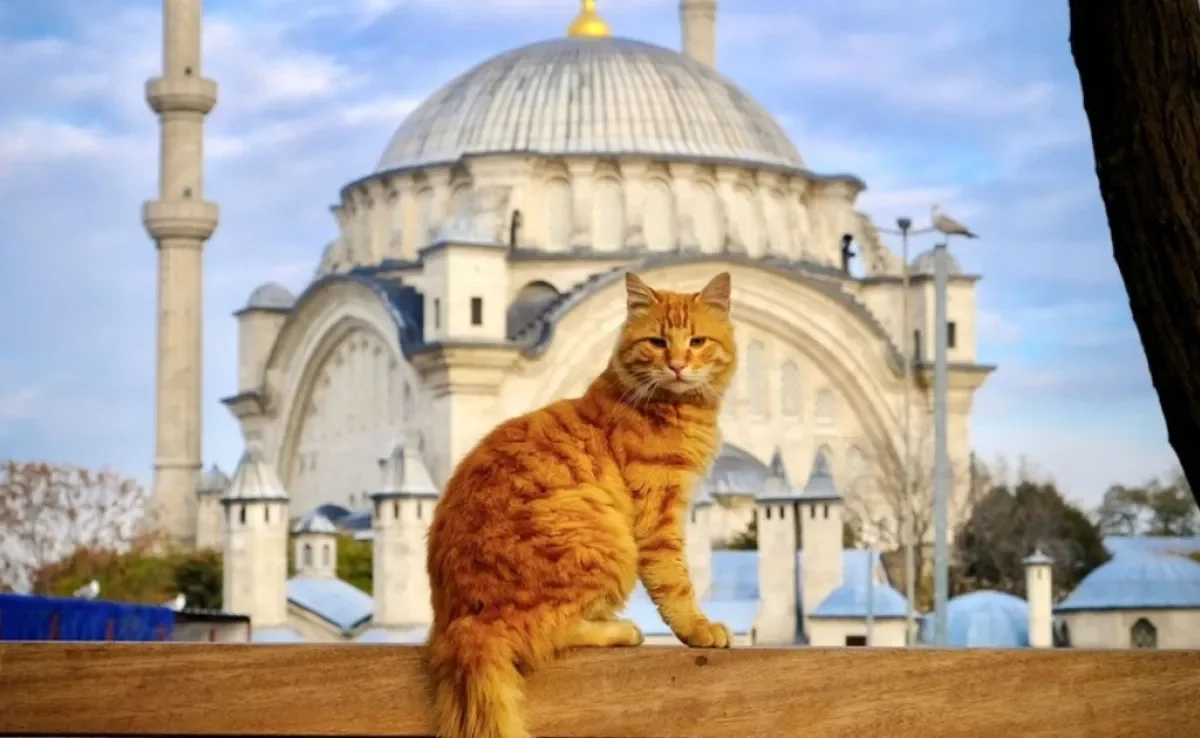 Em algumas cidades, os gatos são grandes estrelas