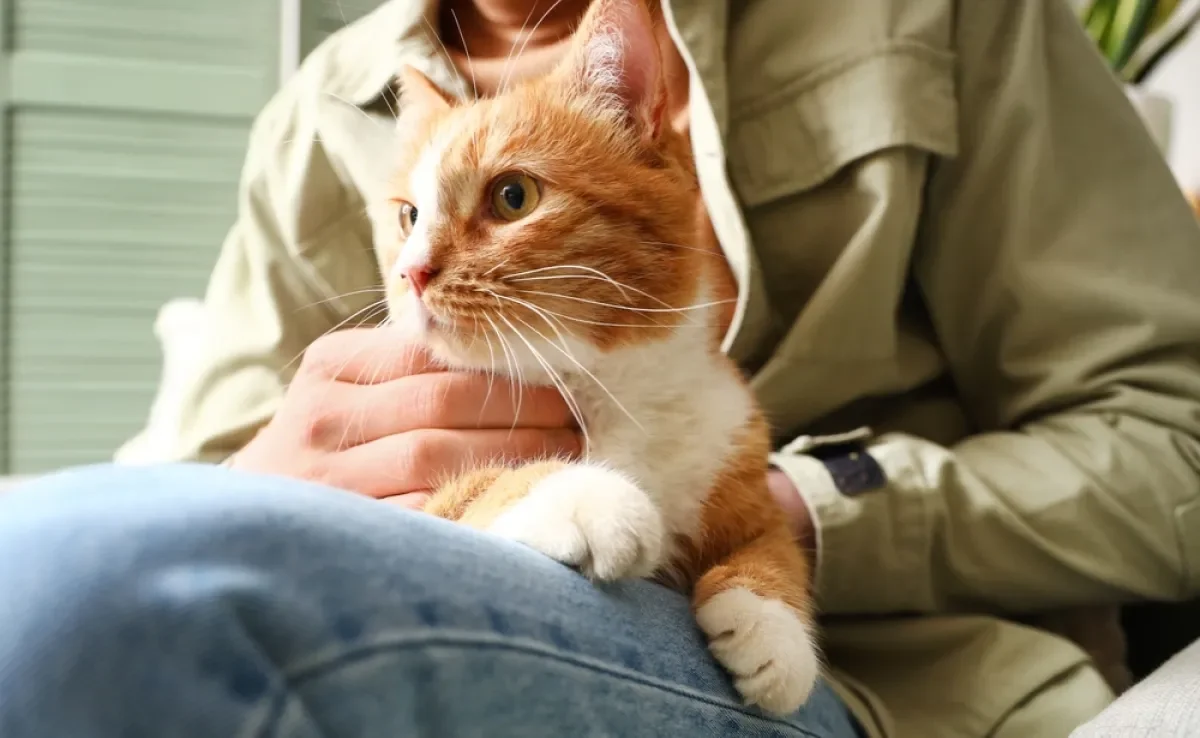 Ter um gato pode ser um ótimo aliado da saúde humana