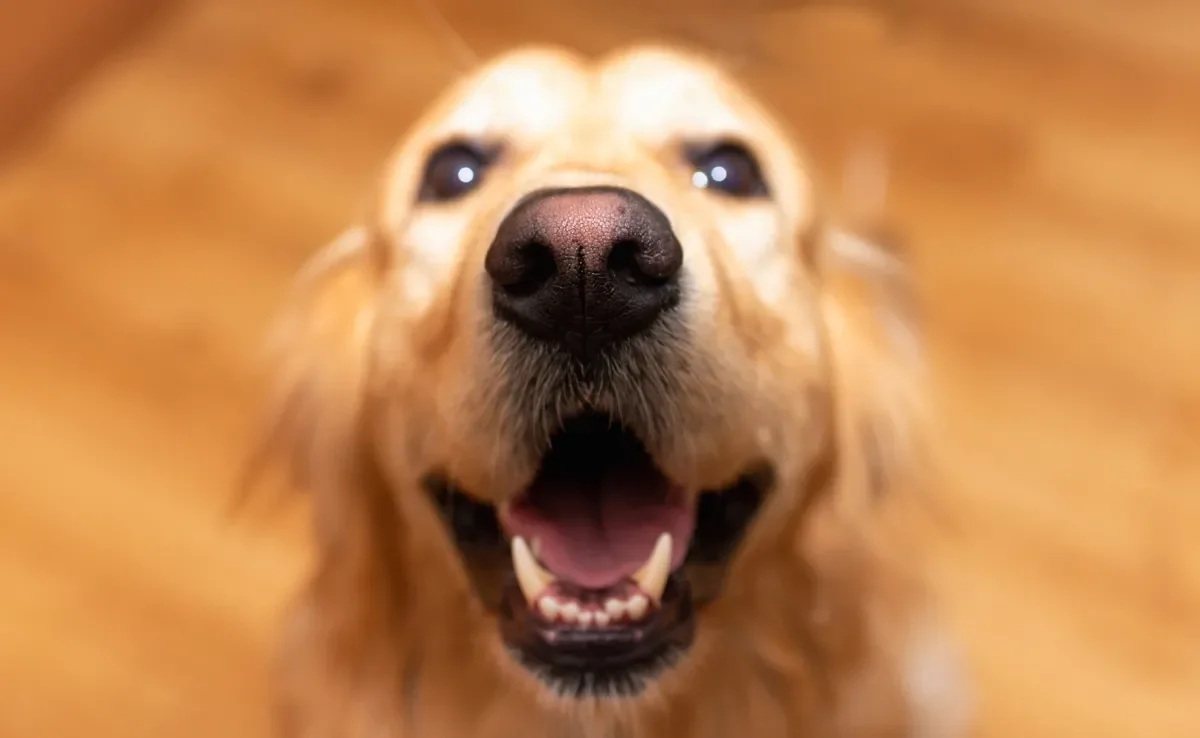 Veja algumas opções de nomes de cachorro inspirados em comidas