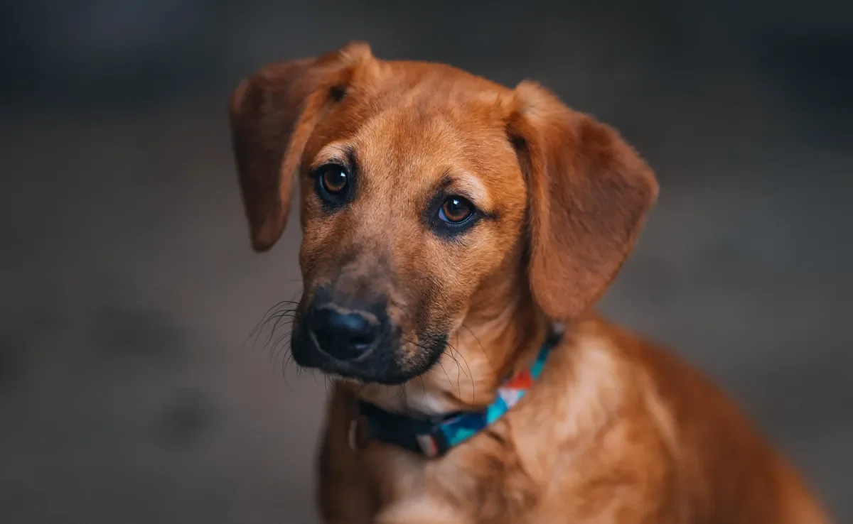 Diarreia e vômitos são sintomas da parvovirose canina 