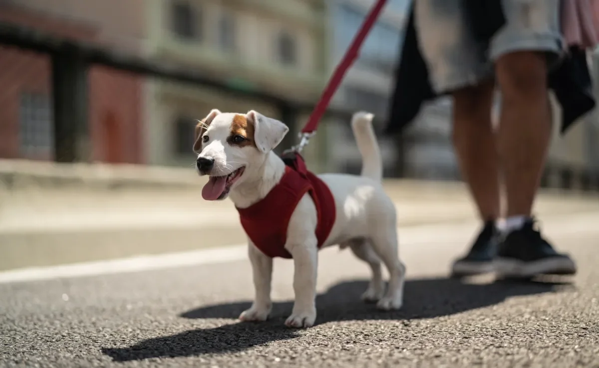 Deixar de passear com cachorro traz uma série de malefícios para a saúde física e mental do pet