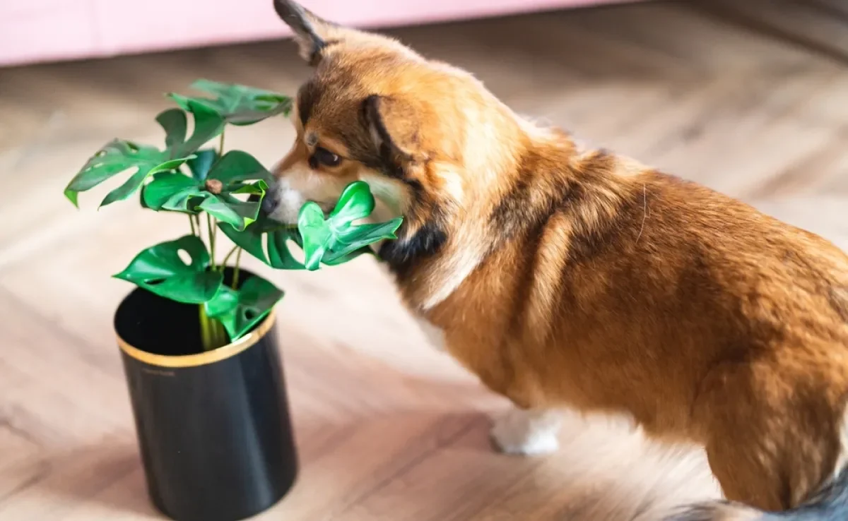 De todas as plantas tóxicas para cachorro e gato, existe uma que é a mais perigosa