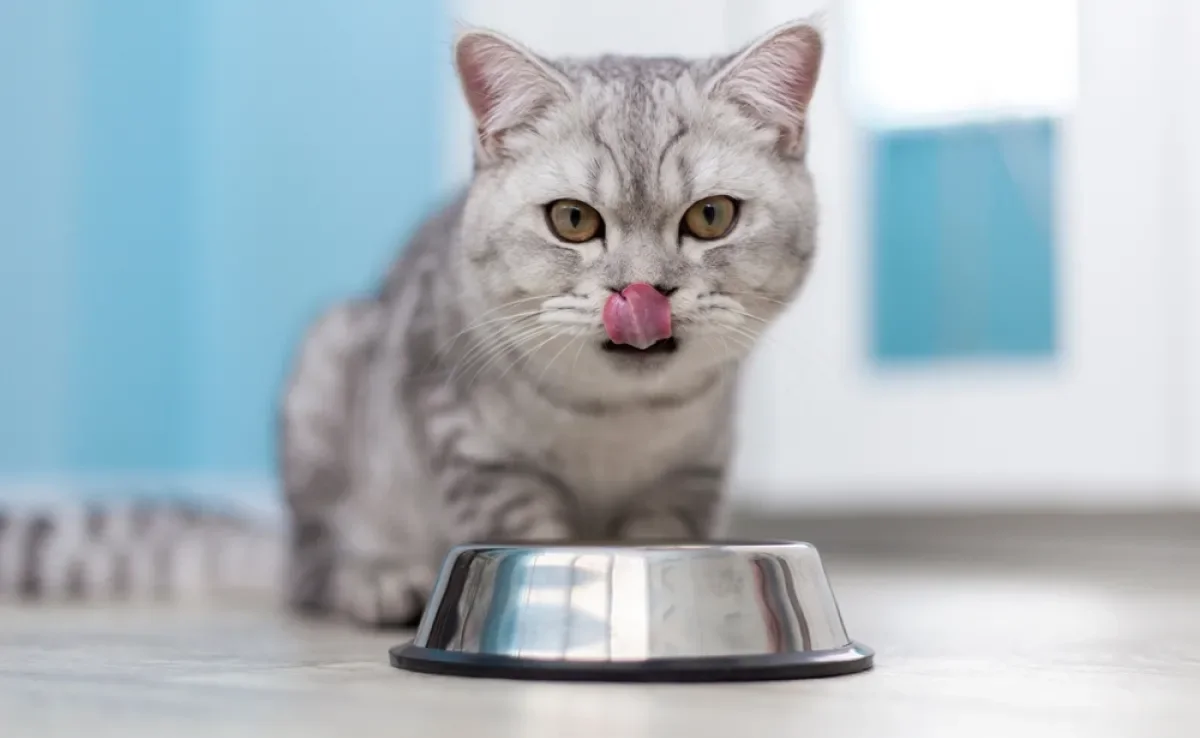 Alimentação tem tudo a ver com quanto tempo vive um gato