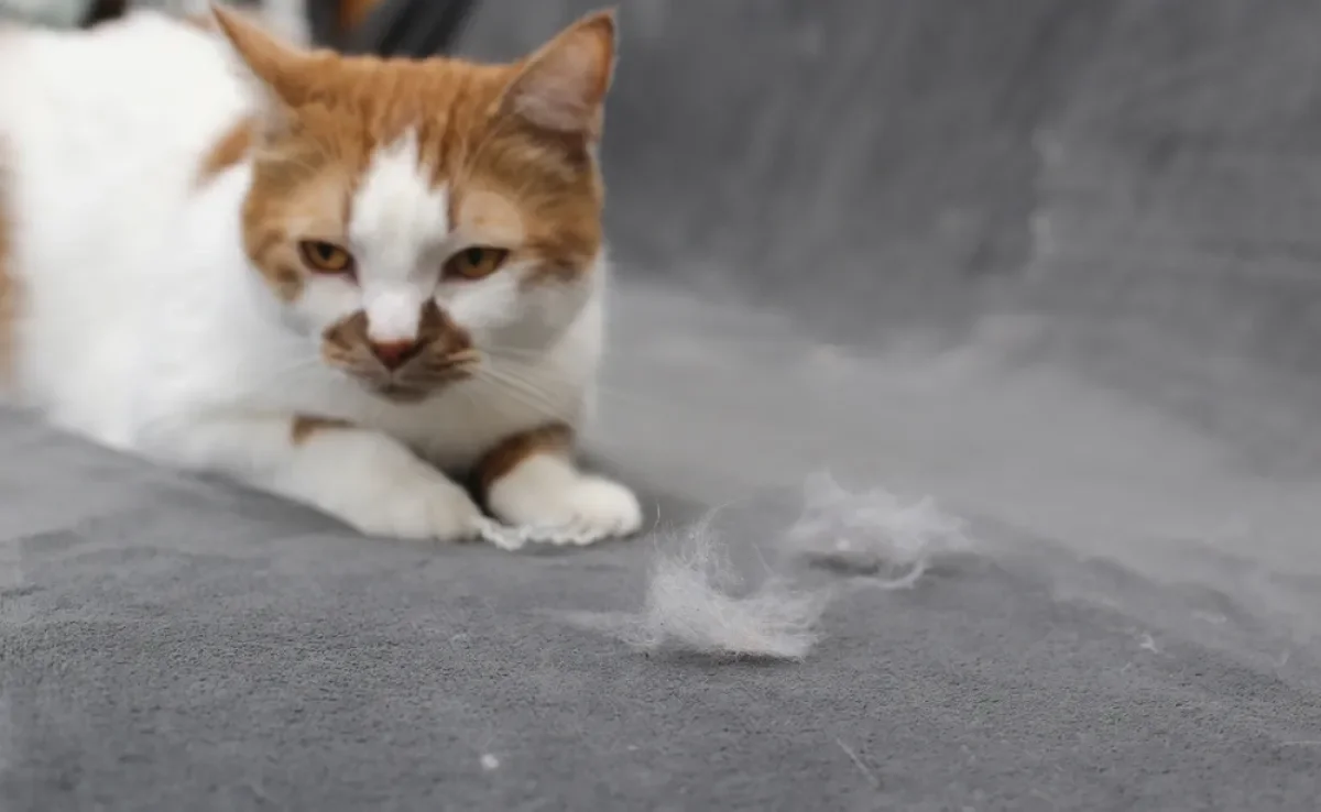 Apesar da queda de pelos em gatos ser algo normal, ele pode indicar algum problema de saúde