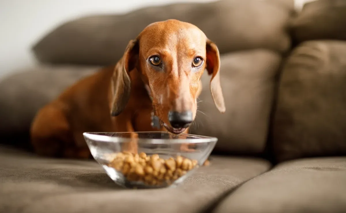 A ração para cachorro cardiopatas tem uma formulação diferenciada