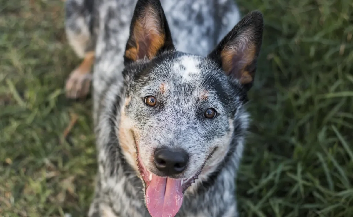 Quase todas as raças de cachorro inteligentes e corajosas foram criadas para pastorear ou proteger 