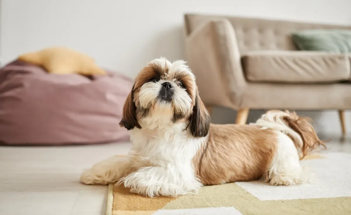 As raças de cachorro manso são excelentes companheiros 