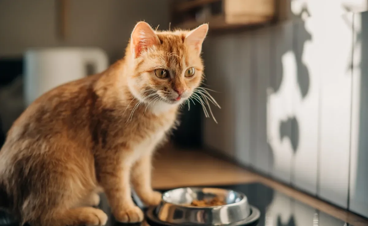 O sachê para gatos renais tem vários benefícios para a saúde 