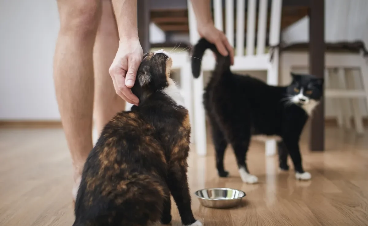 A adaptação de gatos deve acontecer de forma gradual e supervisionada