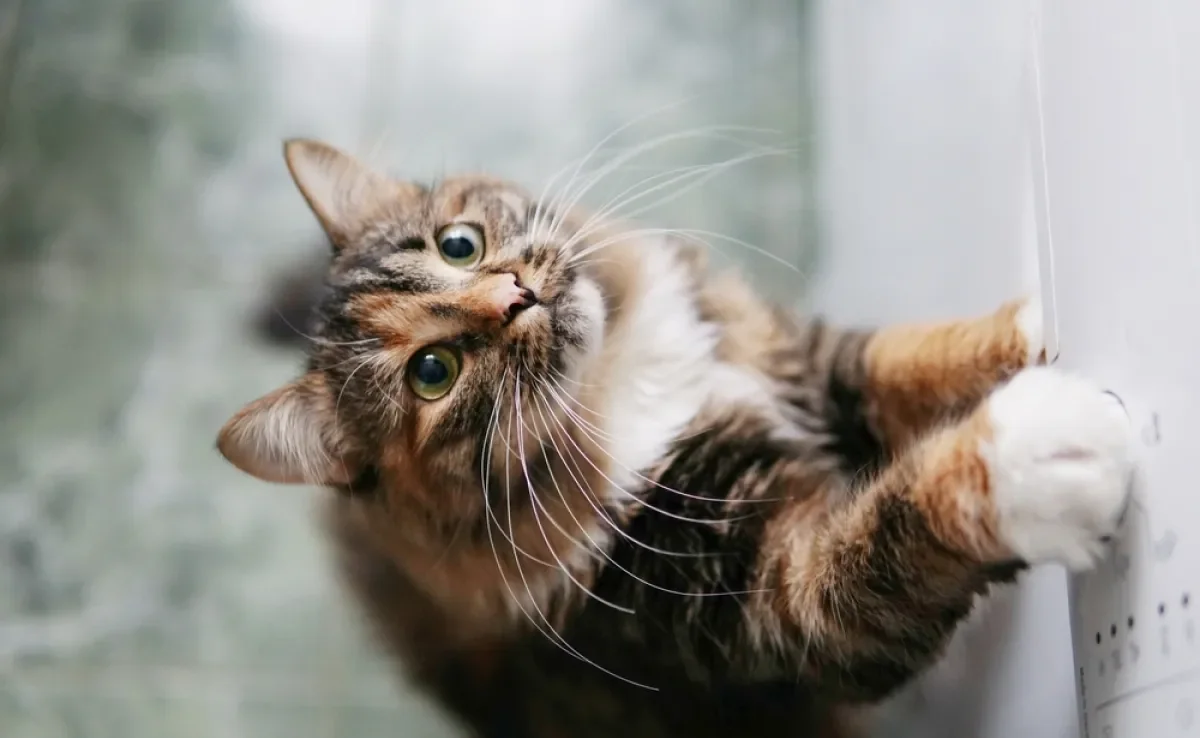 O bigode de gato pode parecer indispensável, mas é fundamental para a vida dos felinos