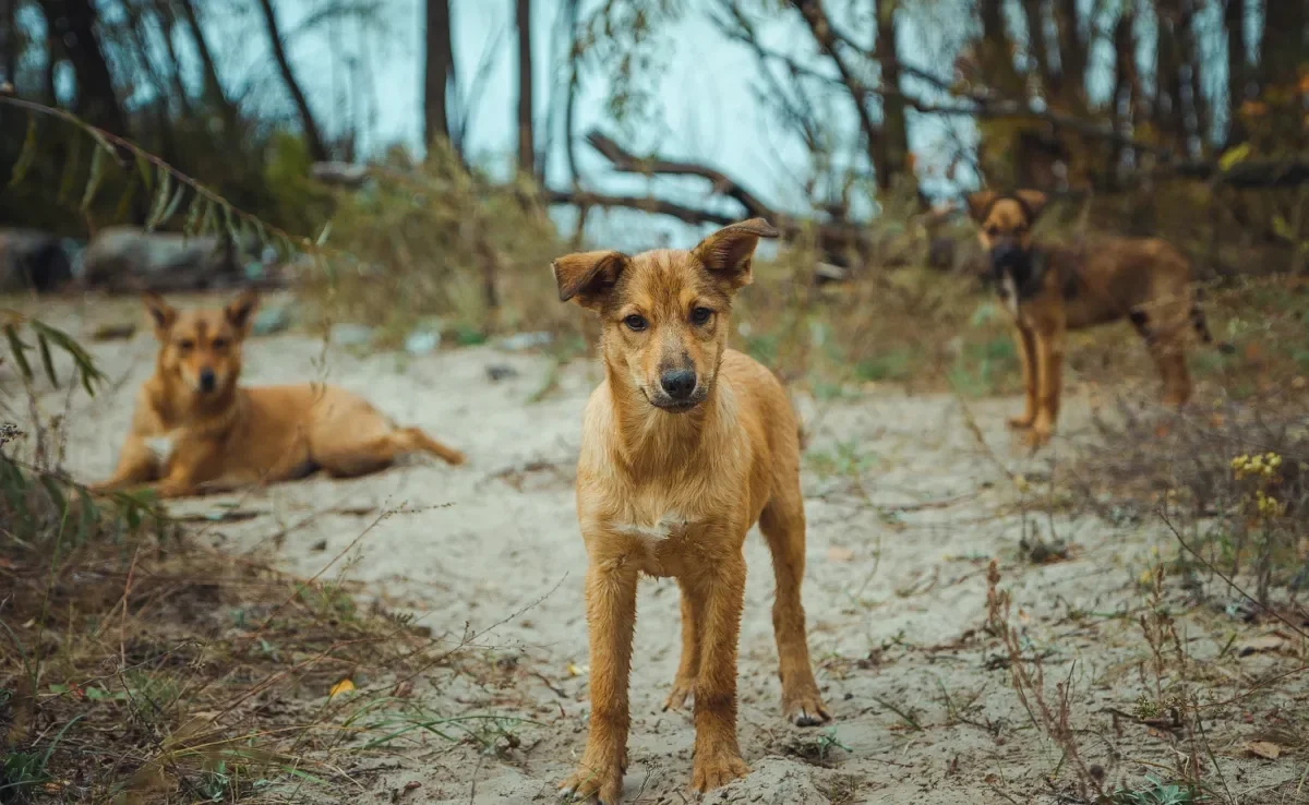 Cães de Chernobyl conseguiram se adaptar ao ambiente radioativo 