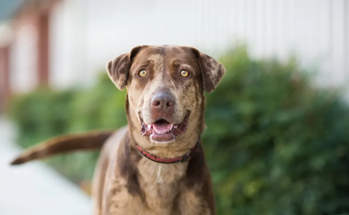 Pequenas atitudes podem melhorar muito a saúde do cachorro 