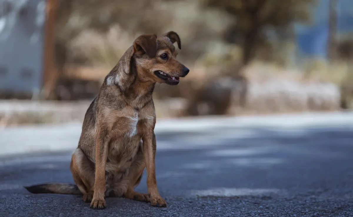 Ajudar um cachorro abandonado pode salvar a vida dele