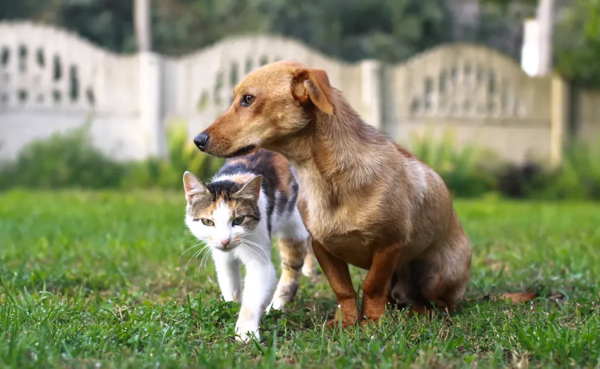 Em 2025, cães e gatos terão um documento de identidade oficial 