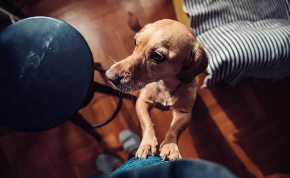 Comportamento comum entre tutores pode incentivar cachorro pulando em visitas