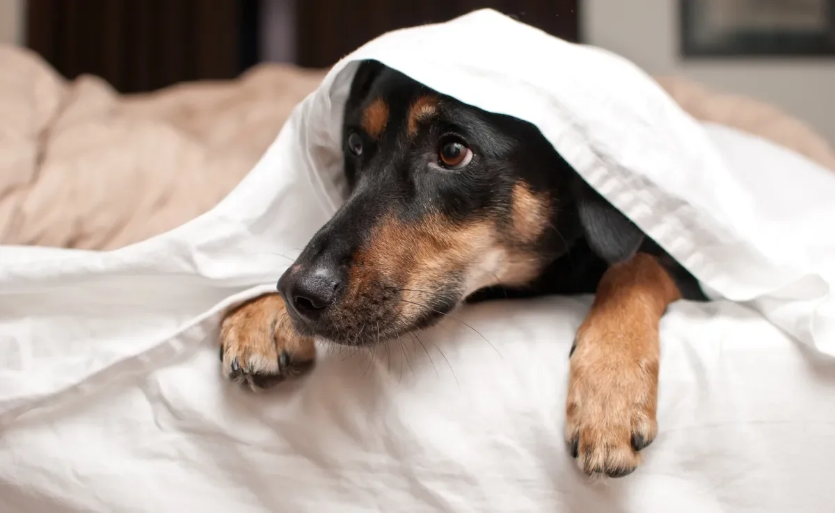 O cachorro com medo de fogos é uma situação que deve ser levada a sério