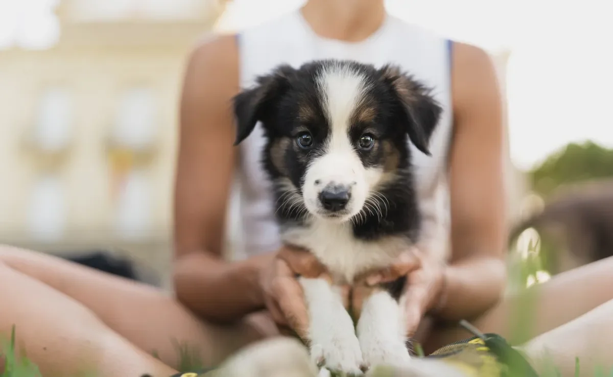 O cachorro filhote pode passar por alguns episódios que precisa de atenção