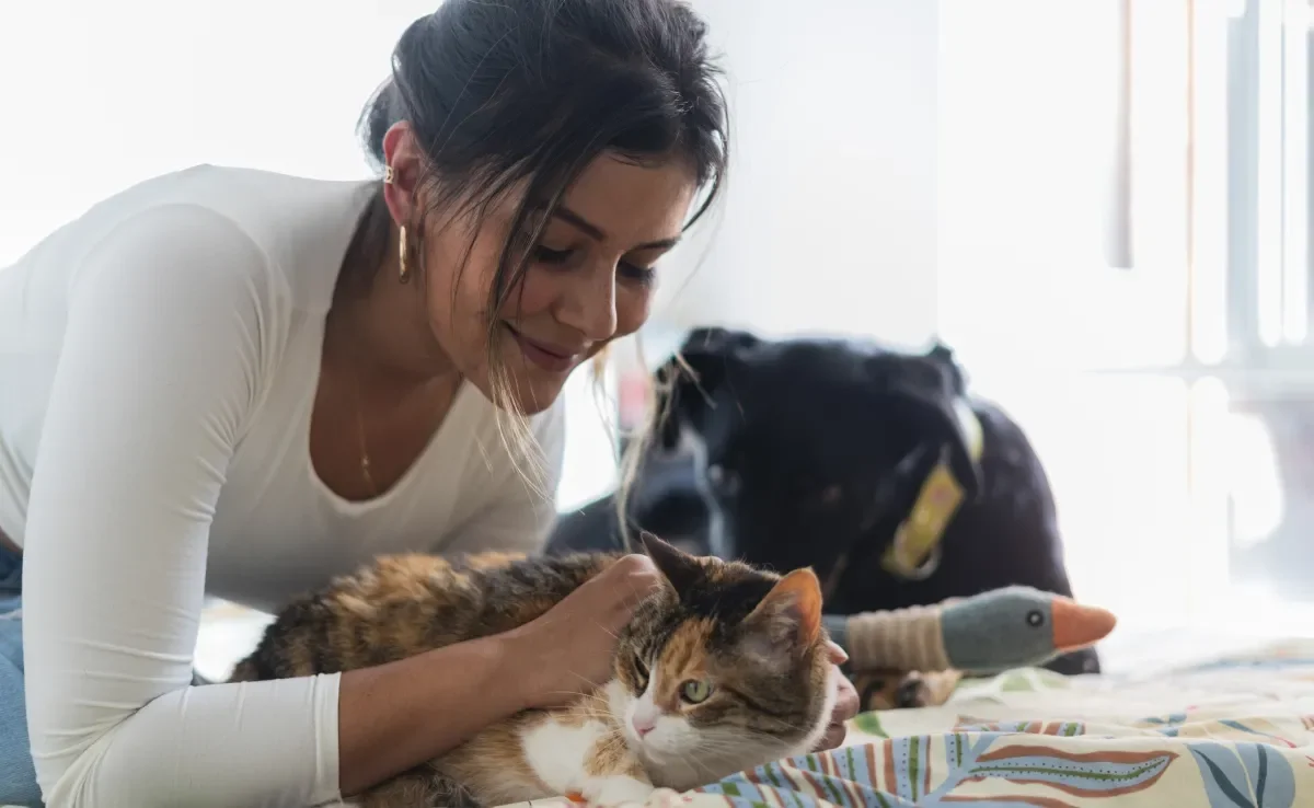 Será que ter um cachorro ou gato é sinônimo de mais impostos? Entenda