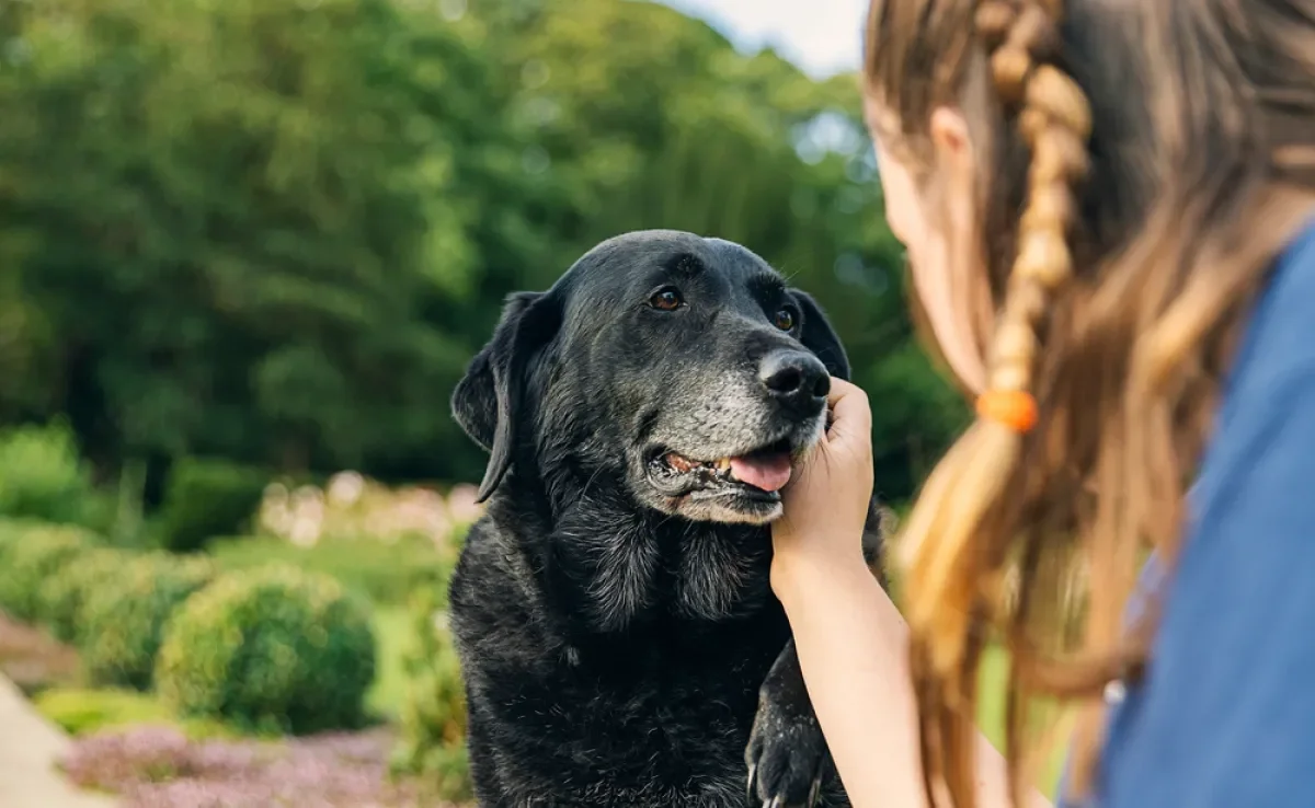 Alguns cuidados com o cachorro idoso ajudam a afastar problemas de saúde