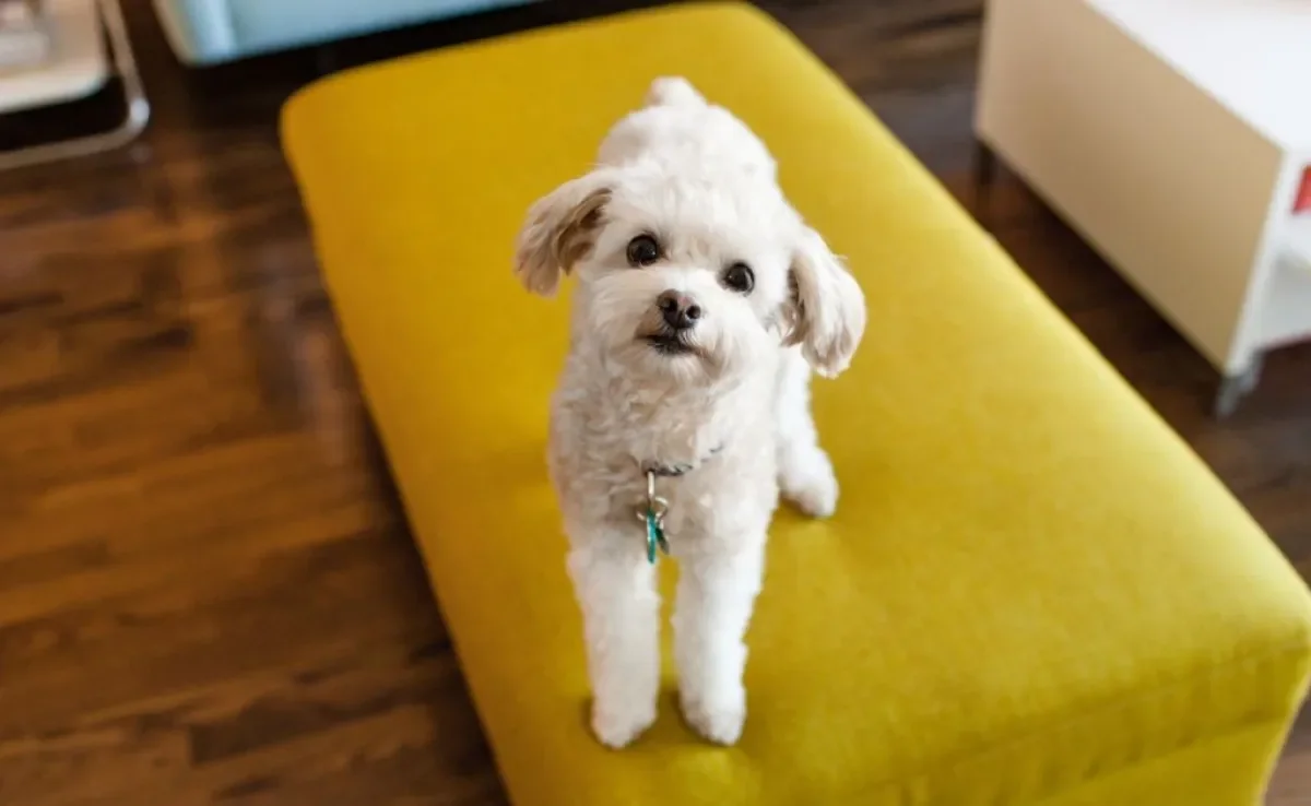 Alguns problemas de comportamento do cachorro podem ser resolvidos logo no início