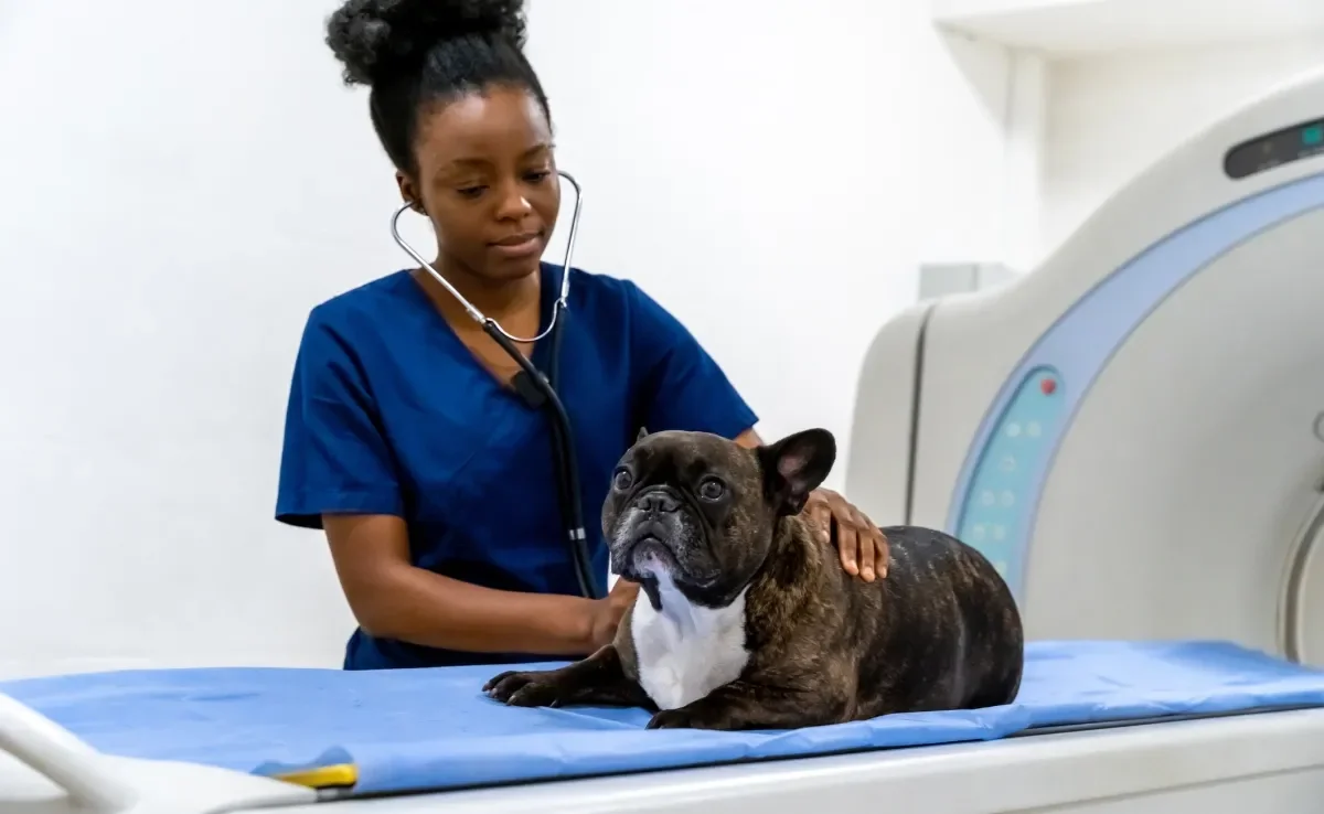 O cachorro precisa passar por avaliações periódicas com um veterinário de confiança