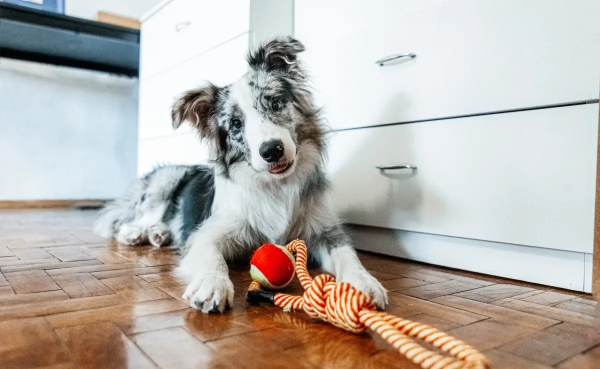 Há muitas opções de presente para cachorro de Natal