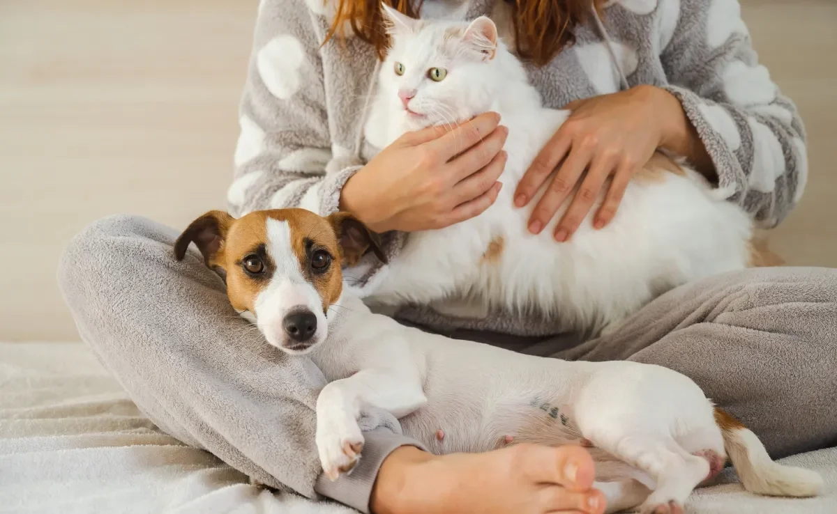 O Cadastro Nacional de Animais Domésticos vai auxiliar no combate ao abandono e controle de zoonoses