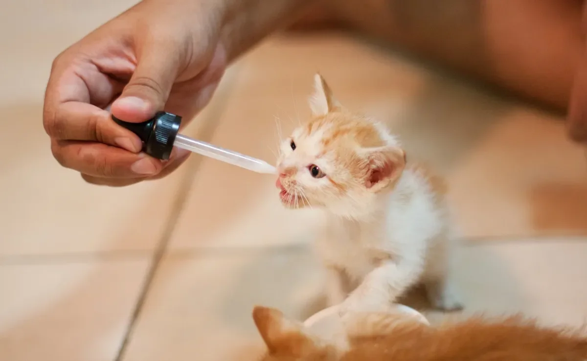 O calmante para gatos é uma alternativa para relaxar os felinos durante as festas de fim de ano