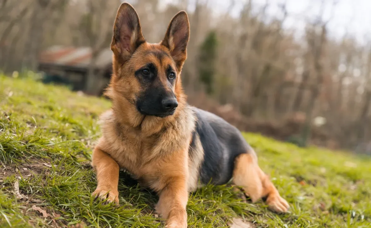 As raças de cão de guarda precisam ser adestradas com reforços positivos