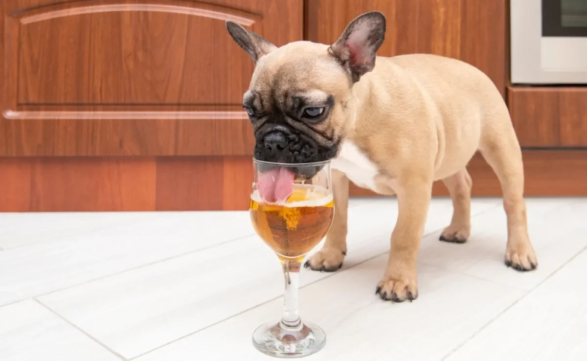 Conheça alguns produtos para cachorro que são inspirados em comidas e bebidas de humanos!