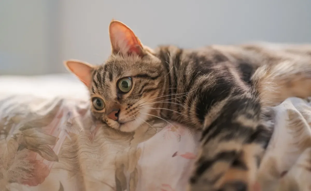 A esporotricose em gatos é uma doença grave e que merece atenção