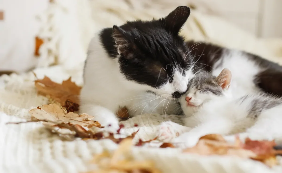 O filhote de gato pode ficar traumatizado se for retirado precocemente da ninhada