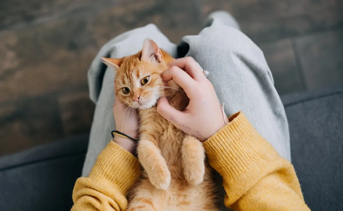 Veja o que NÃO fazer com seu gato em 2025