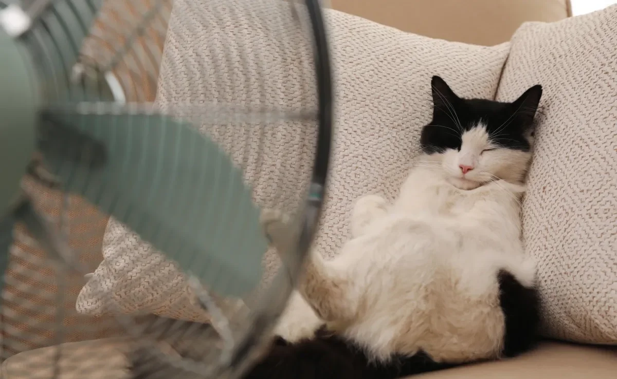 O gato com calor é uma situação perigosa