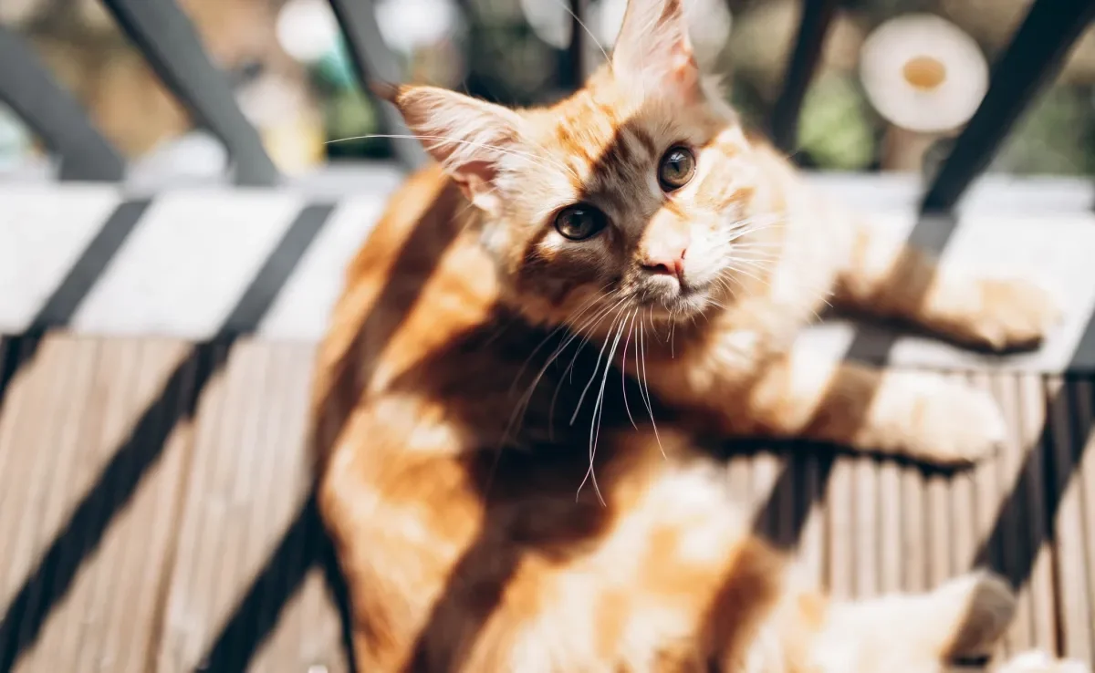 Alguns sinais permitem que os tutores identifiquem um gato com calor 