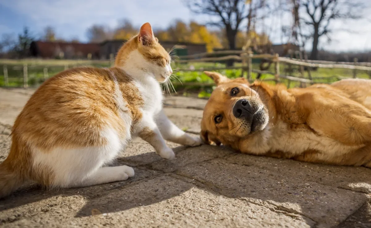 Confira 100 curiosidades interessantes sobre cachorros e gatos