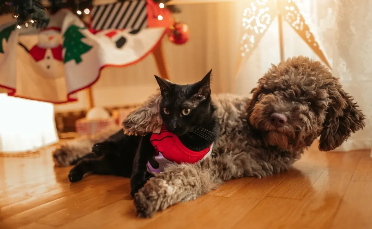 Durante as festas de Natal, os tutores precisam tomar alguns cuidados com seus pets