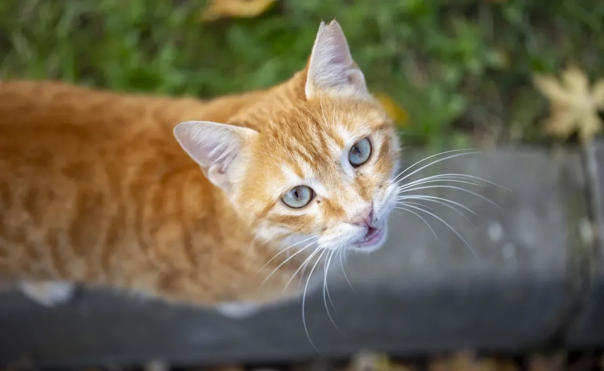 A genética dos gatos laranjas é diferente do que se imaginava