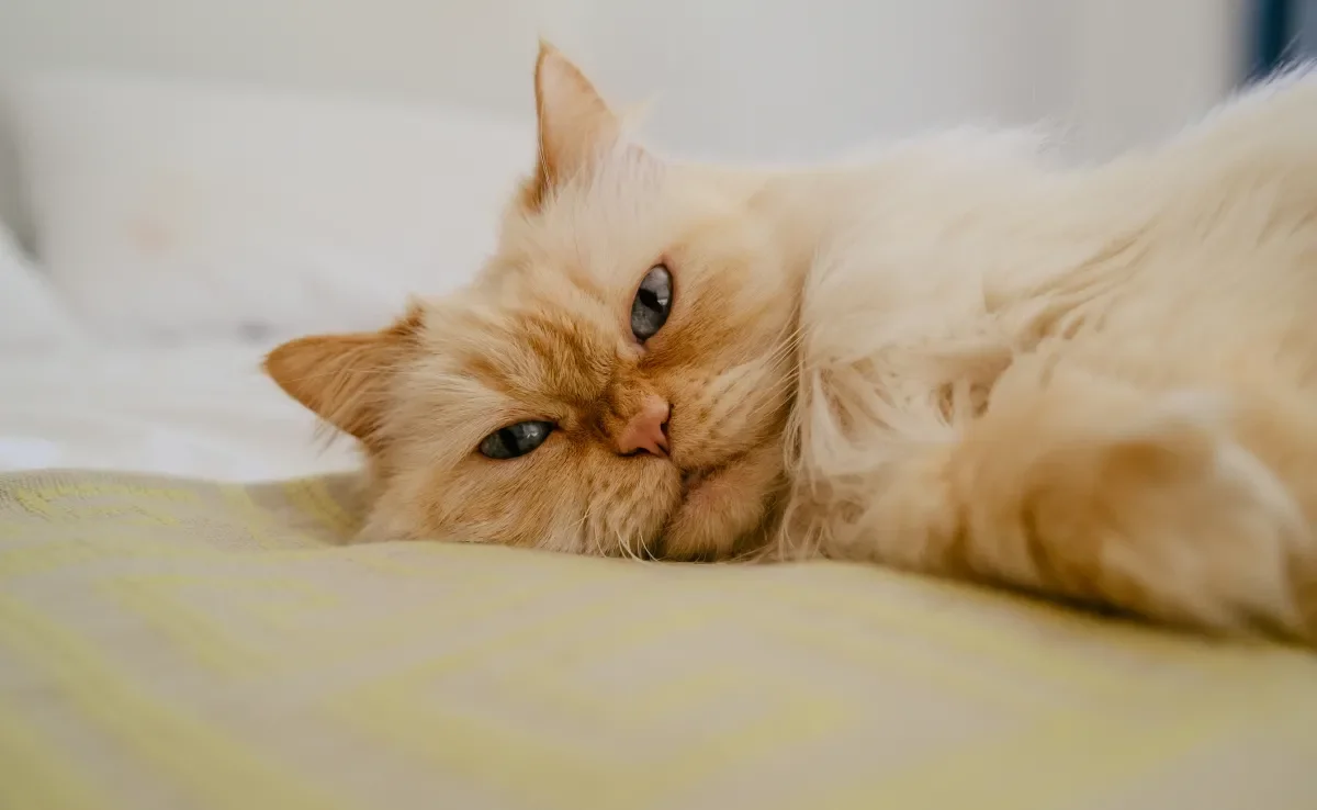 O gato Persa é um companheiro calmo, amoroso e leal