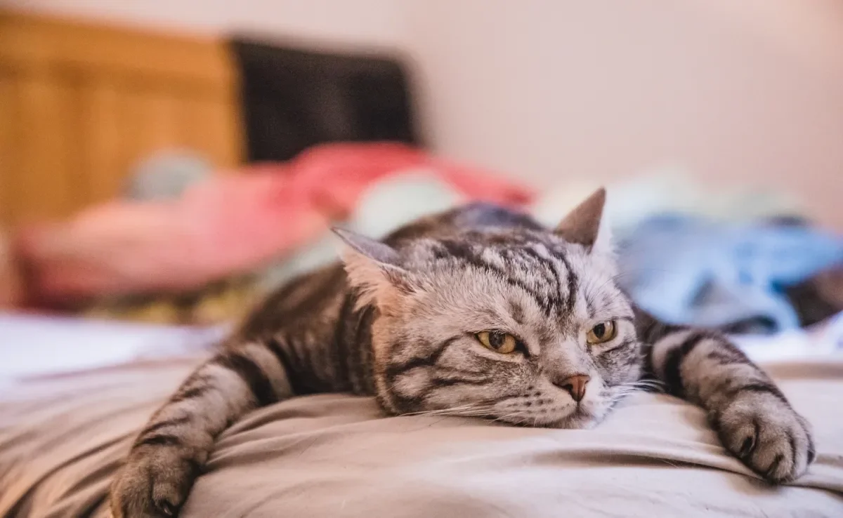 O gato entediado se torna mais apático e pode apresentar outras mudanças de comportamento