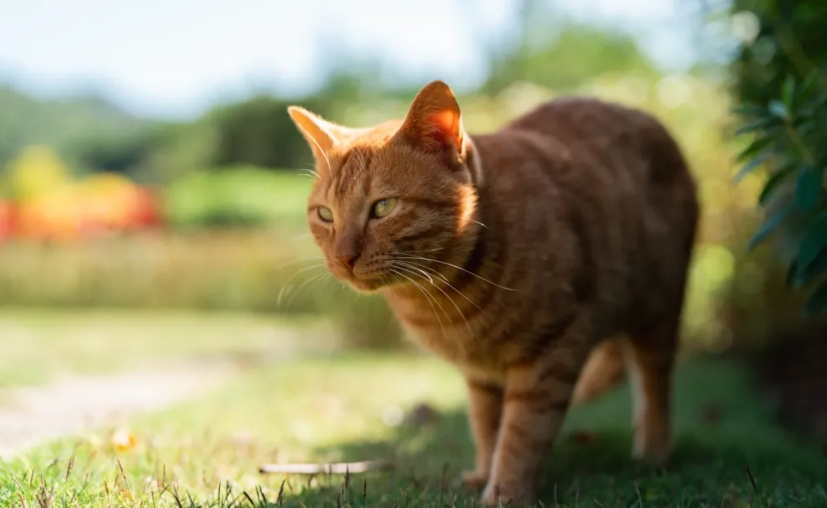 A genética dos gatos laranjas é diferente do que se imaginava