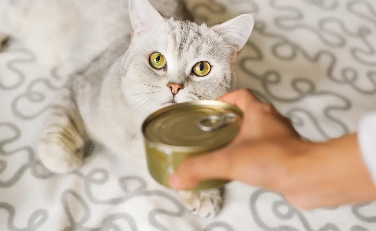 Pensar que o gato pode comer sardinha enlatada pode ser um risco