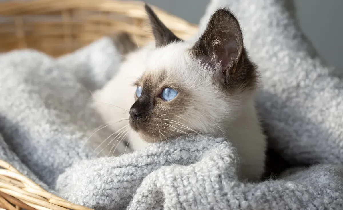 O gato Siamês tem várias características únicas