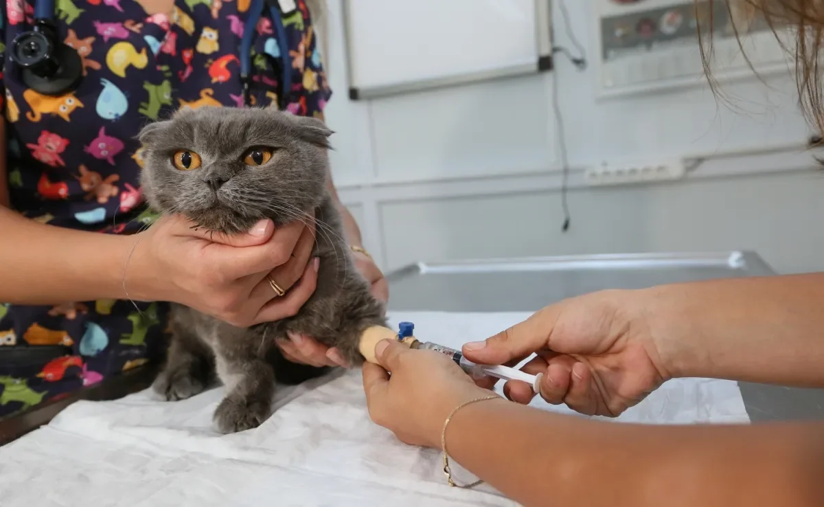 Para doar sangue, o gato precisa seguir alguns requisitos